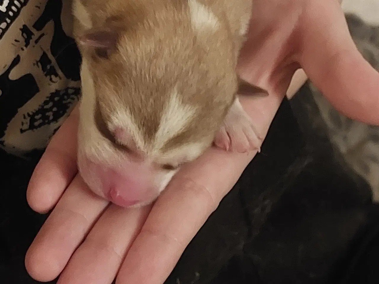 Billede 2 - Ægte Siberian Husky.