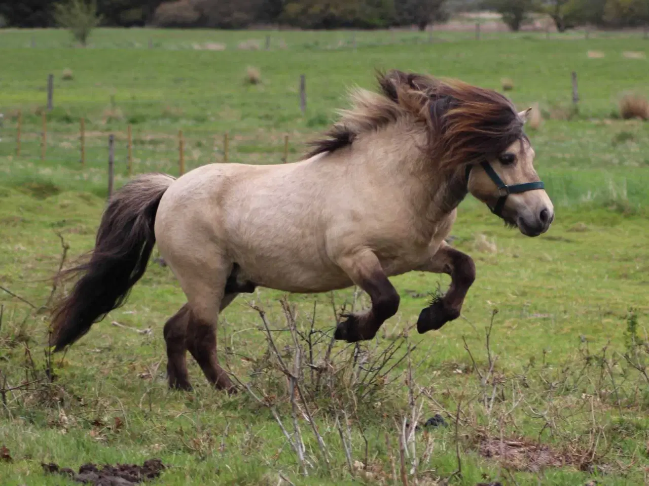 Billede 3 - Bedækning hos sjælden farve hingst