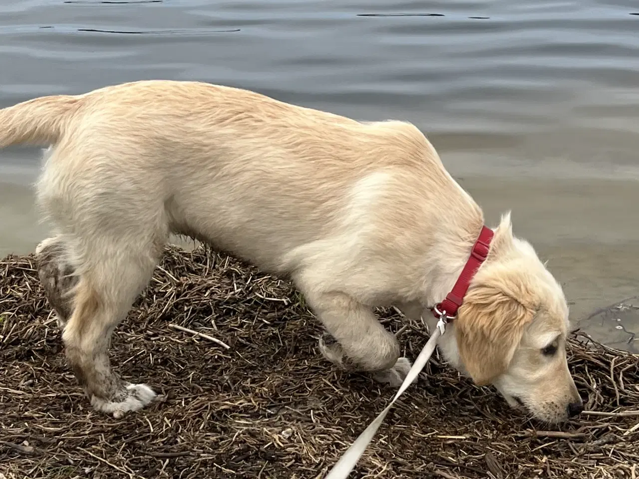 Billede 2 - Sød Golden Retriever på 9månder