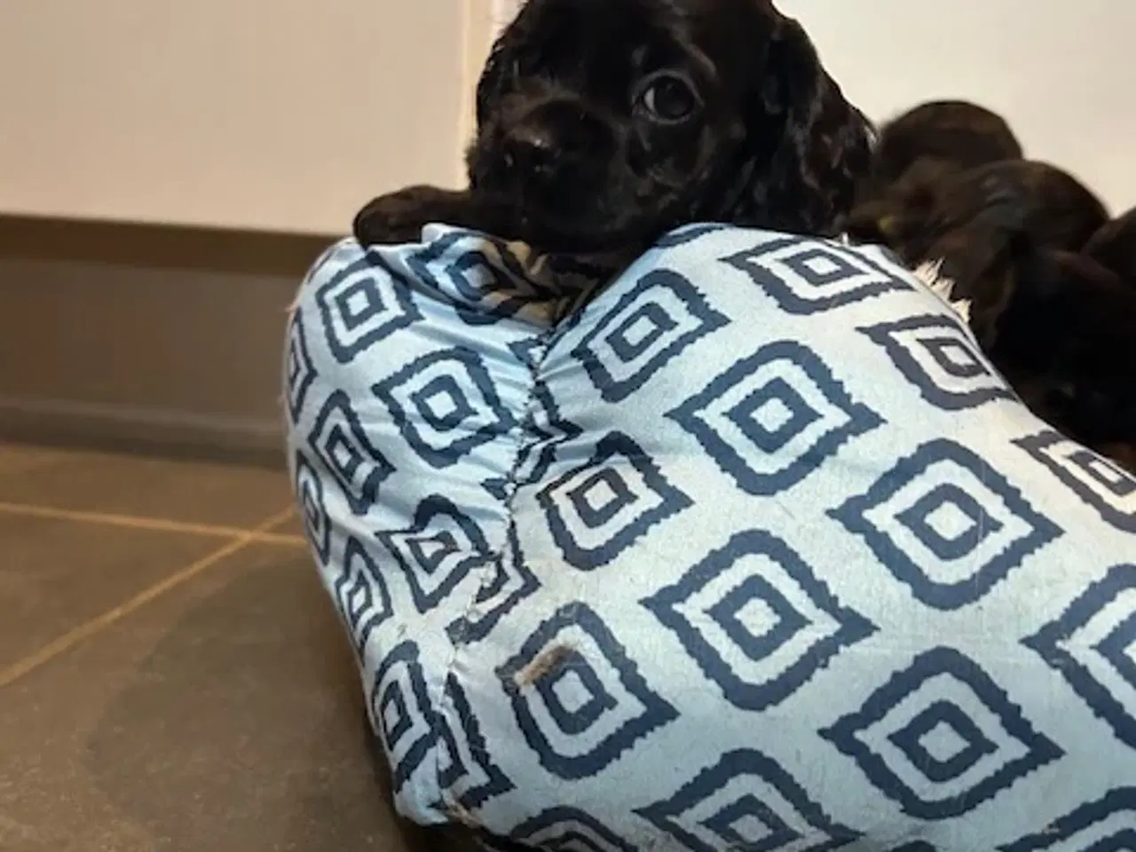 Billede 16 - Amerikansk Cocker hvalpe