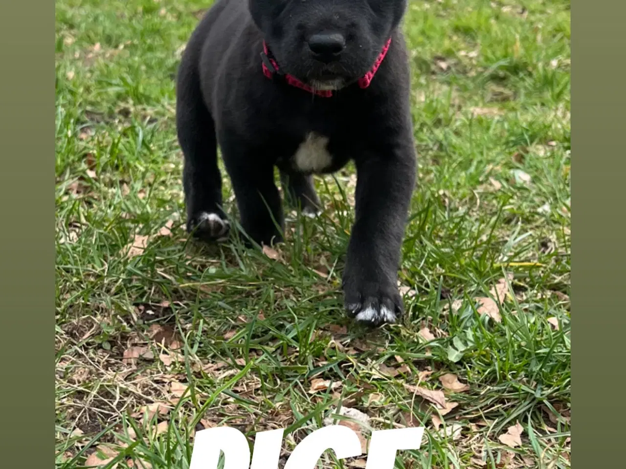 Billede 2 - Blandingshvalpe 