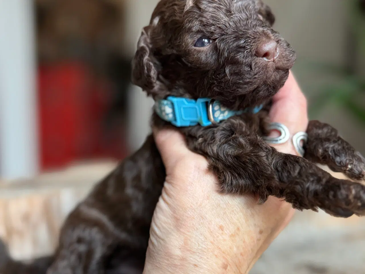 Billede 8 - Toy/dværg pudler fra avlsgodkendte forældre.