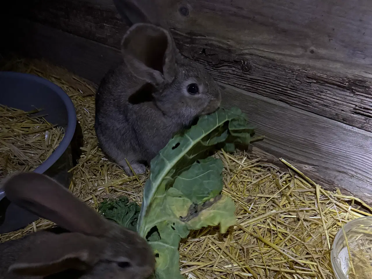 Billede 3 - Belgisk kæmper 