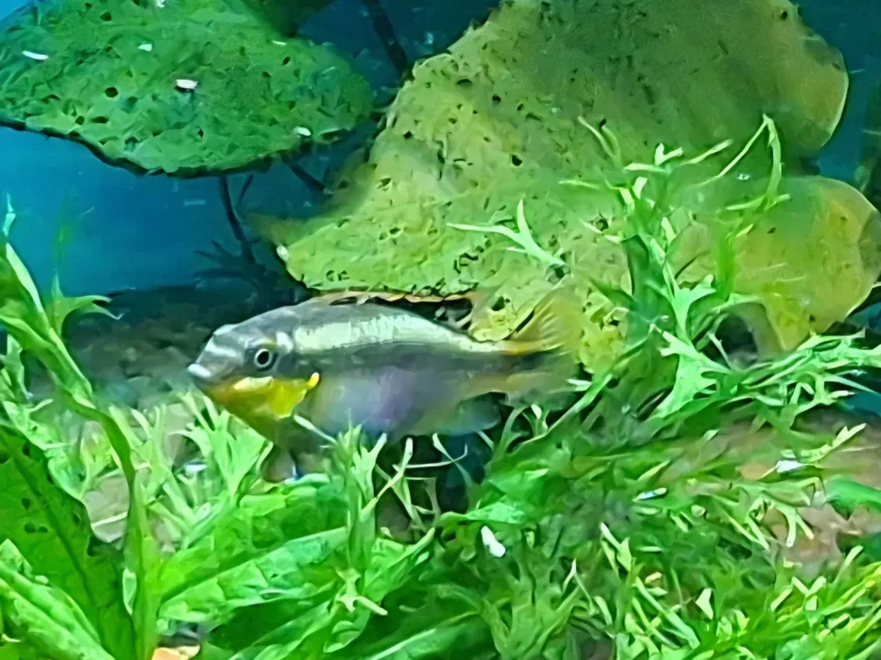 Billede 2 - Kribensis hun sælges/byttes til han