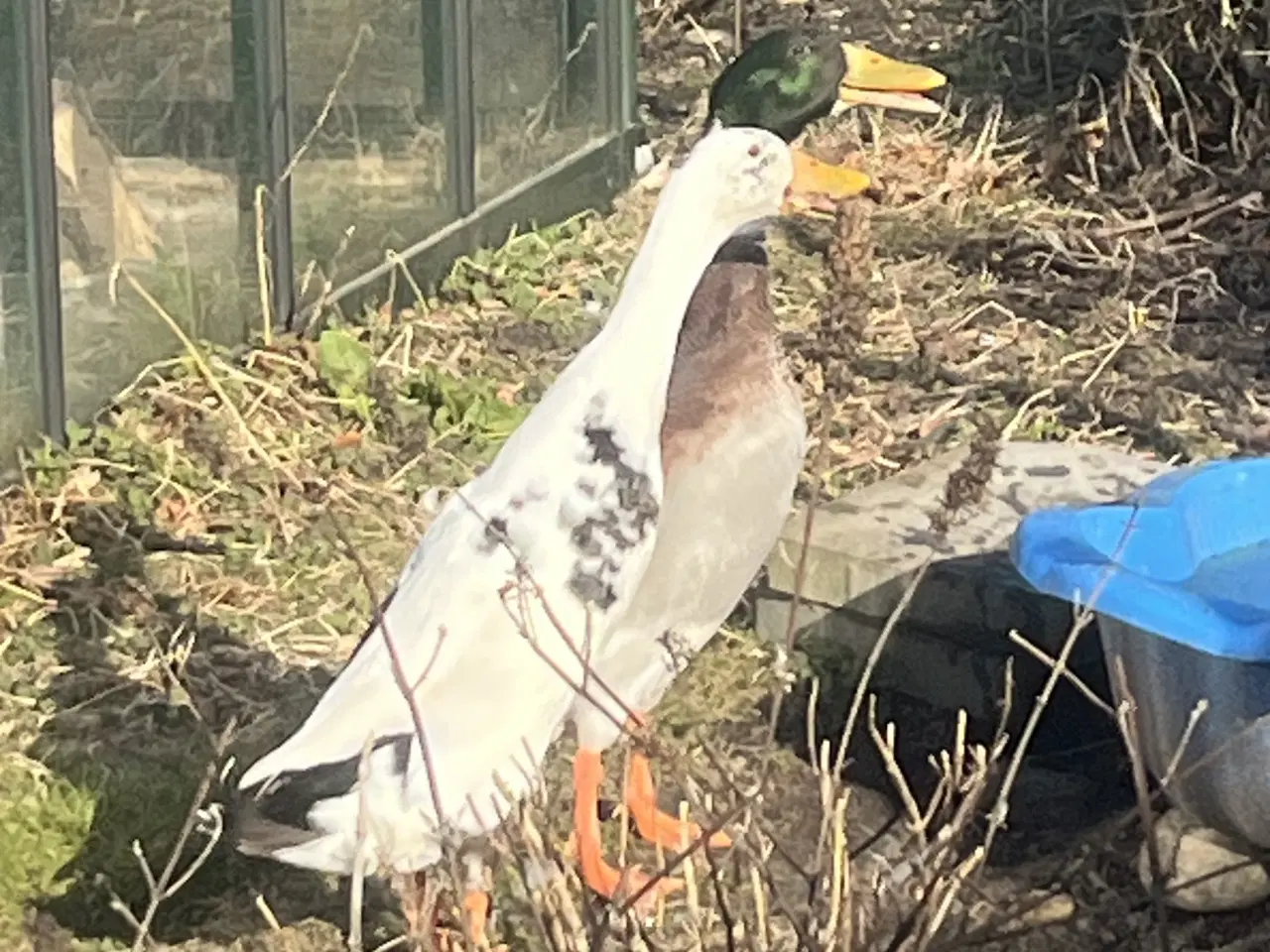 Billede 2 - Løbeænder (par) fra 2025