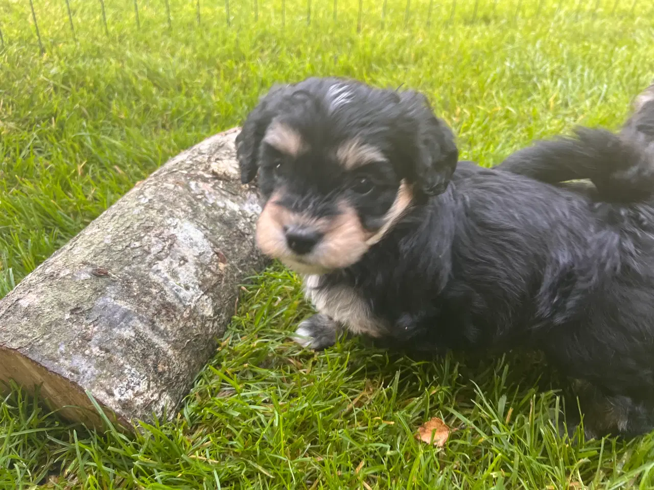 Billede 2 - Boomer hundehvalpe i efterårsferien