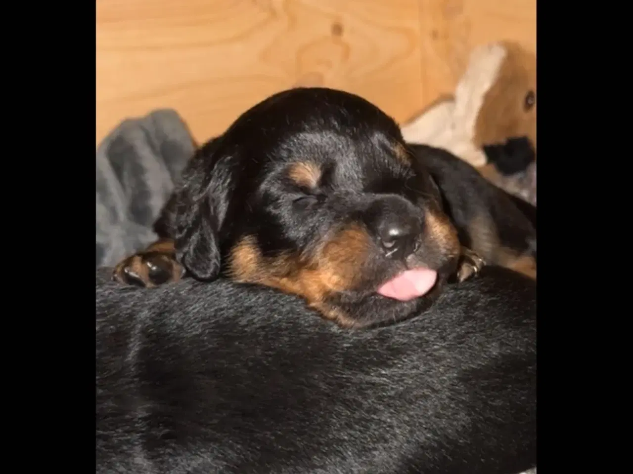 Billede 3 - Golden Retriever/Rottweiler hvalpe til salg