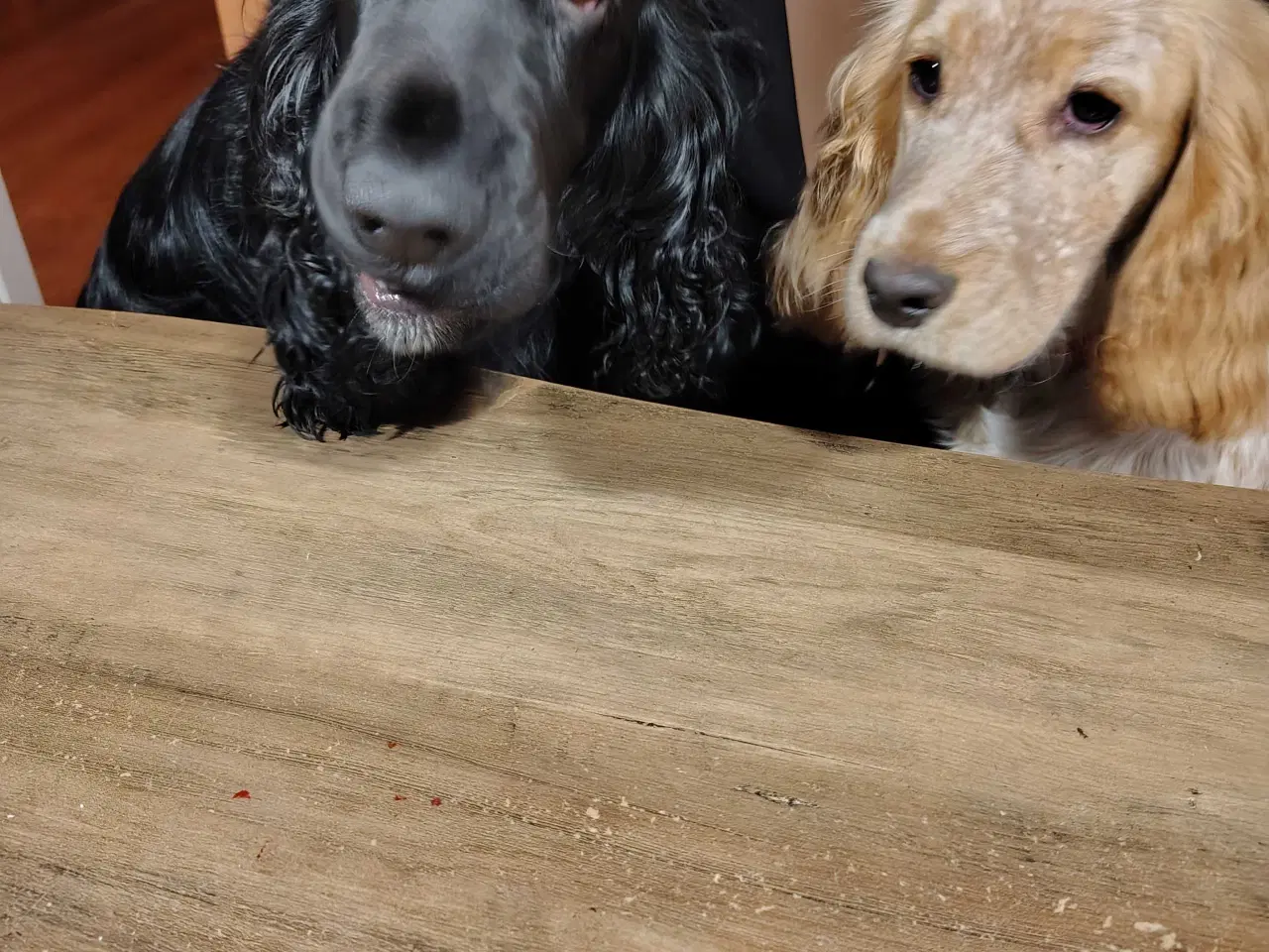 Billede 19 - Cocker Spaniel 