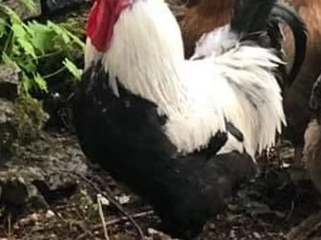 Billede 3 - Maran daggamle kyllinger