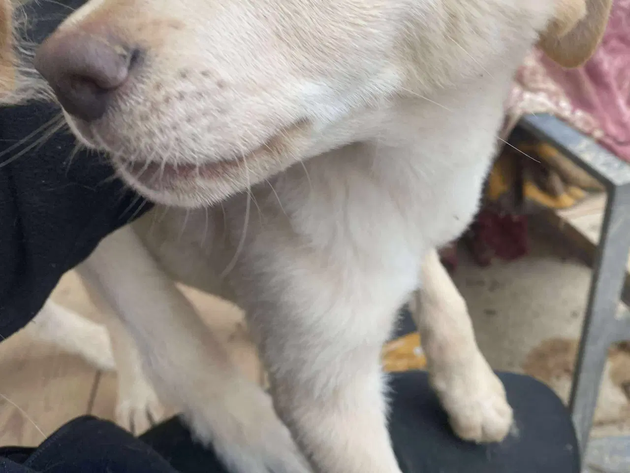 Billede 3 - Åh åh åh Buster… kigger efter sin familie