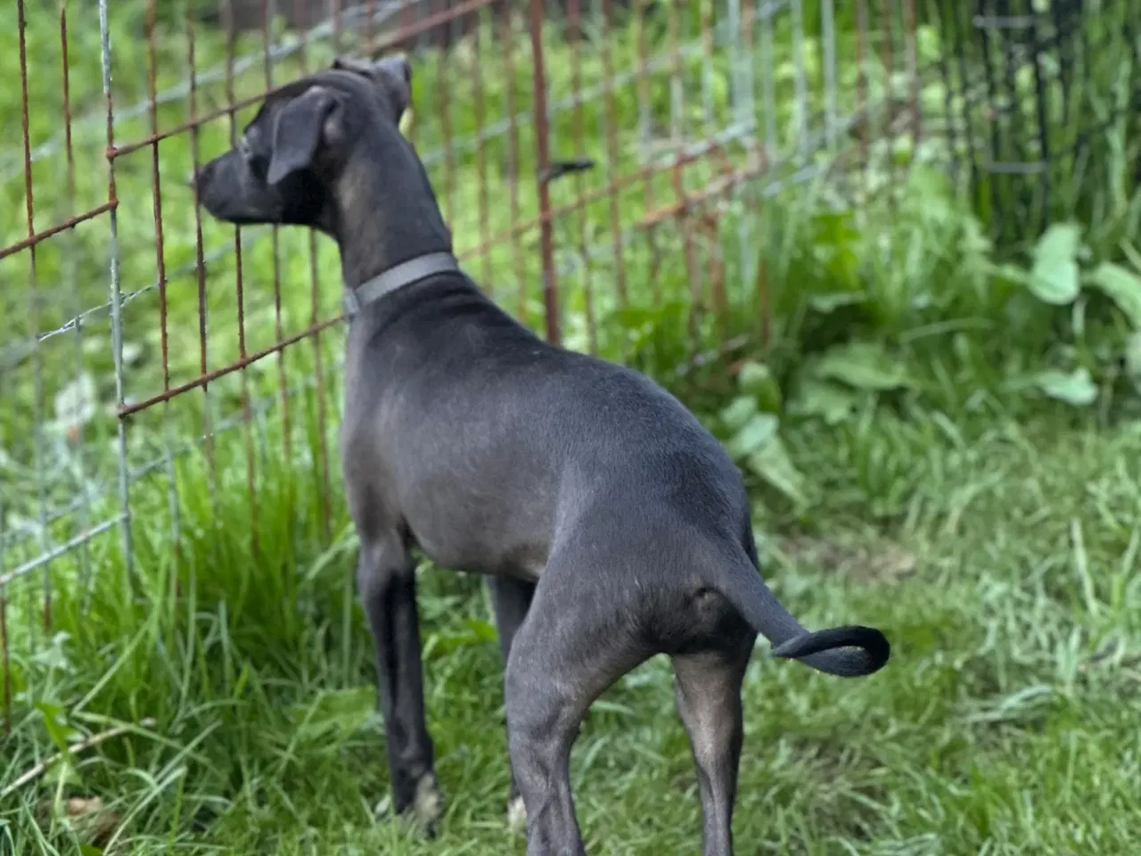 Billede 4 - Smukke hvalpe Italiensk mynde og whippet 