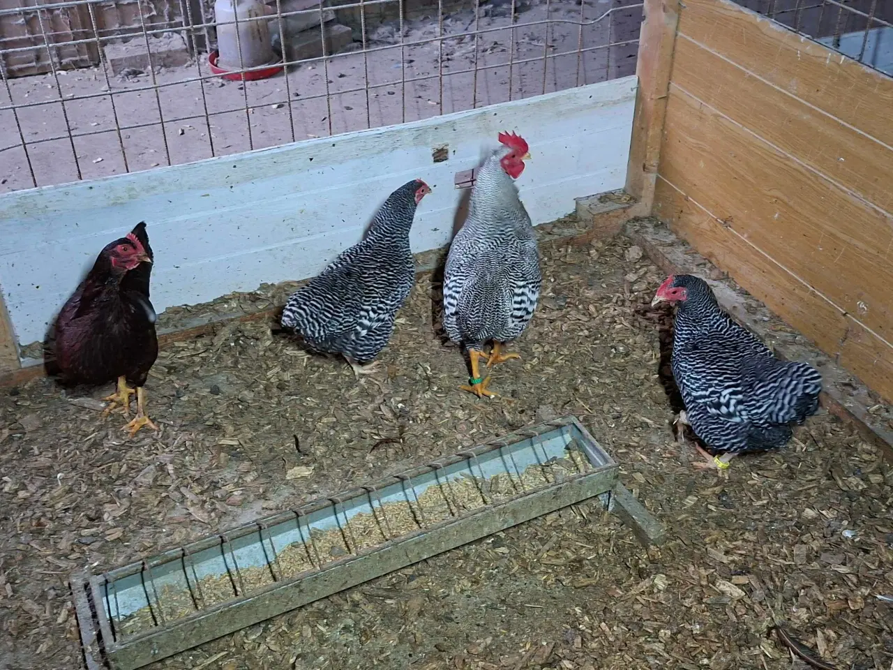 Billede 2 - Dværghøns