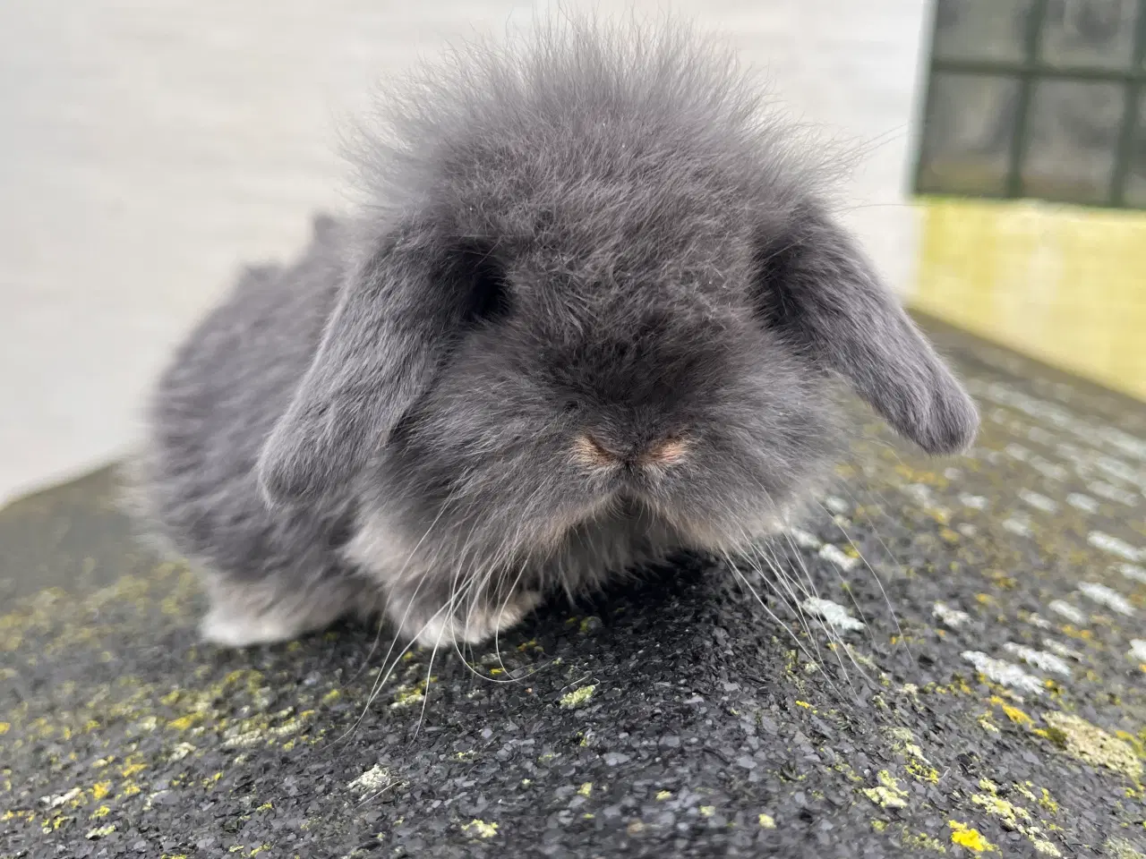 Billede 6 - Kanin unger. Minilop 