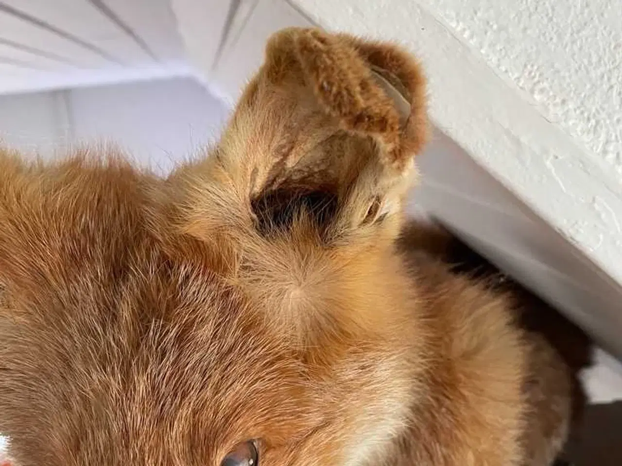 Billede 3 - Hr ræv sælges 