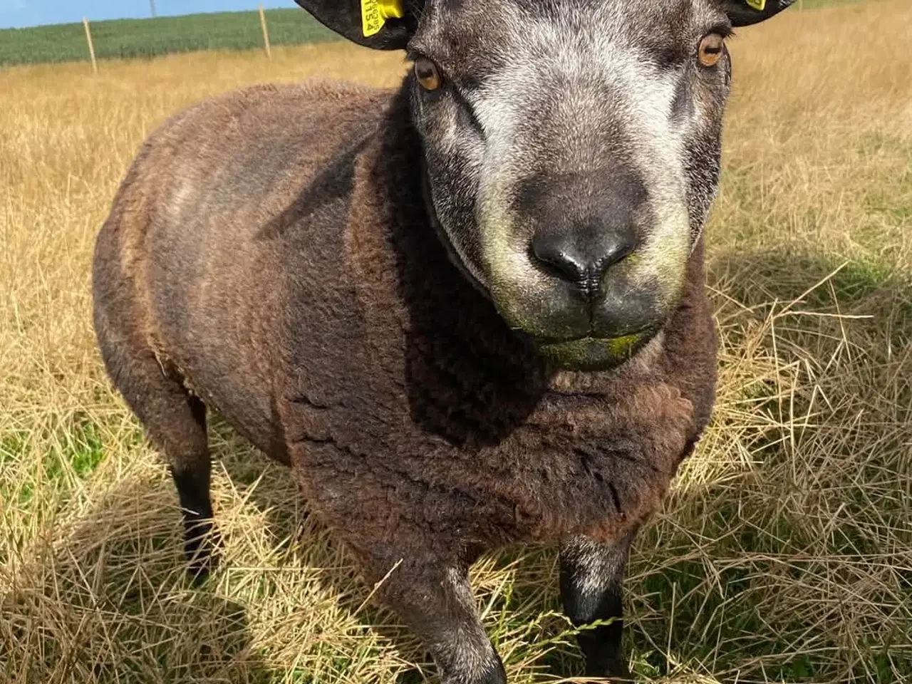 Billede 2 - Blå Texel vædder 