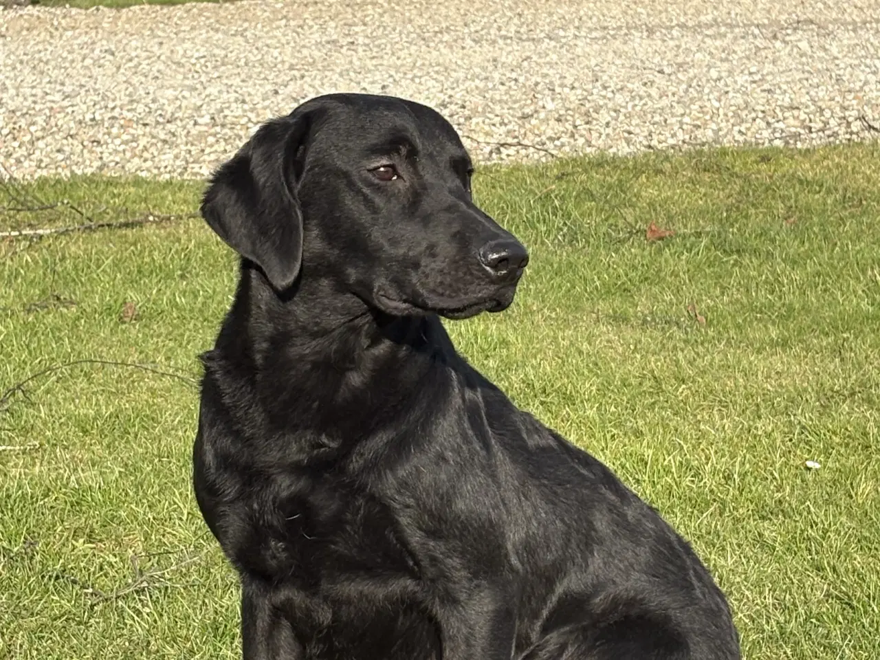 Billede 3 - Labrador