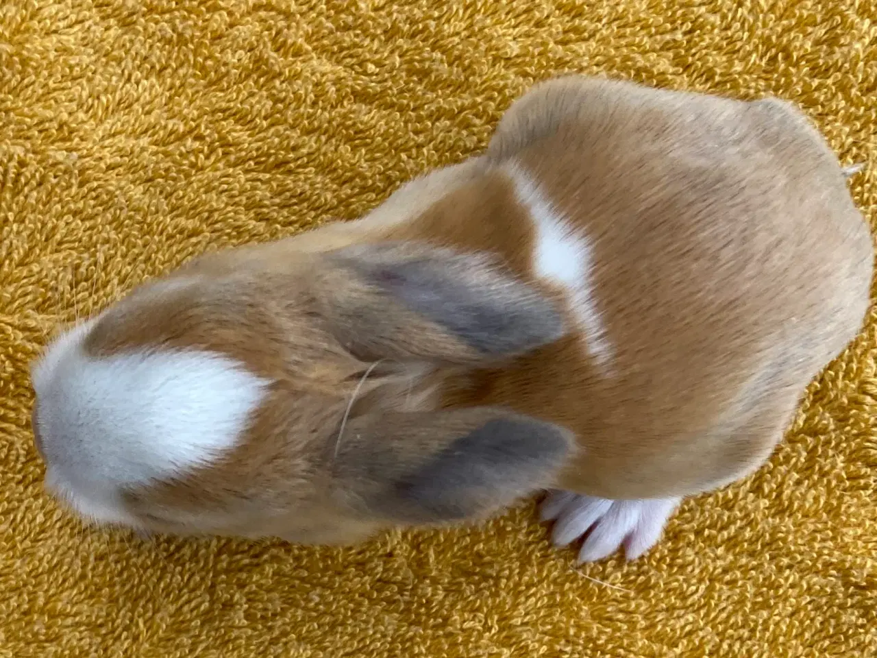 Billede 9 - HOLLÆNDER HUN MADAGASCAR