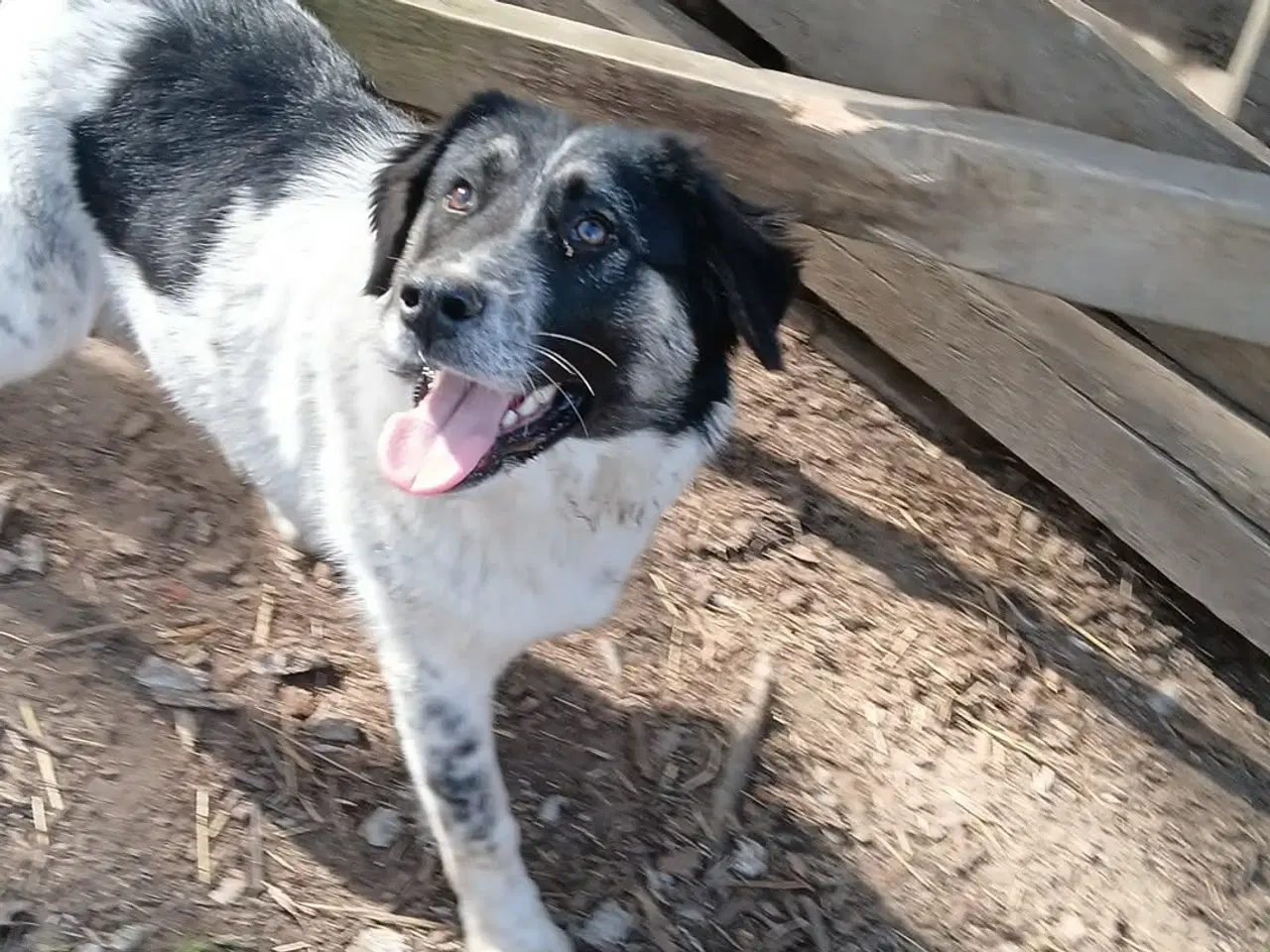 Billede 3 - Sødeste Lumos 🩷