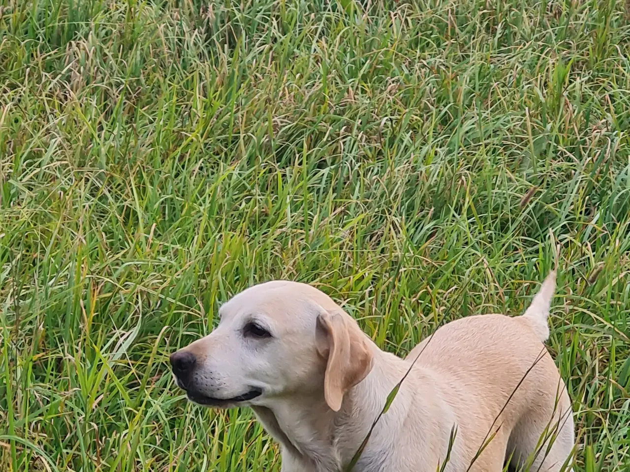 Billede 11 - Gule labrador hvalpe.