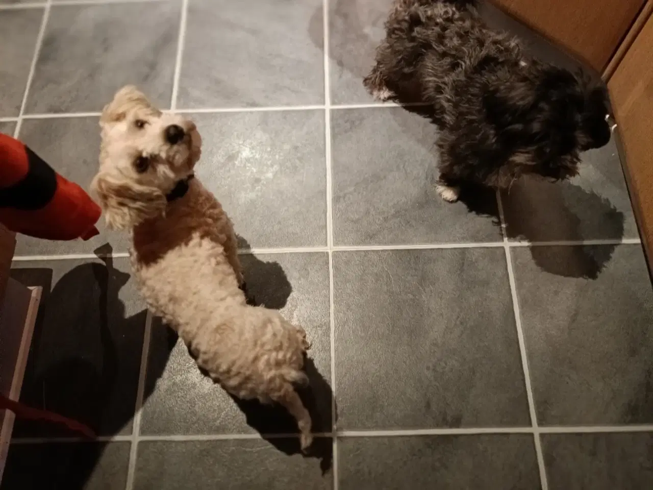 Billede 3 - Bichon Havanais hvalpe