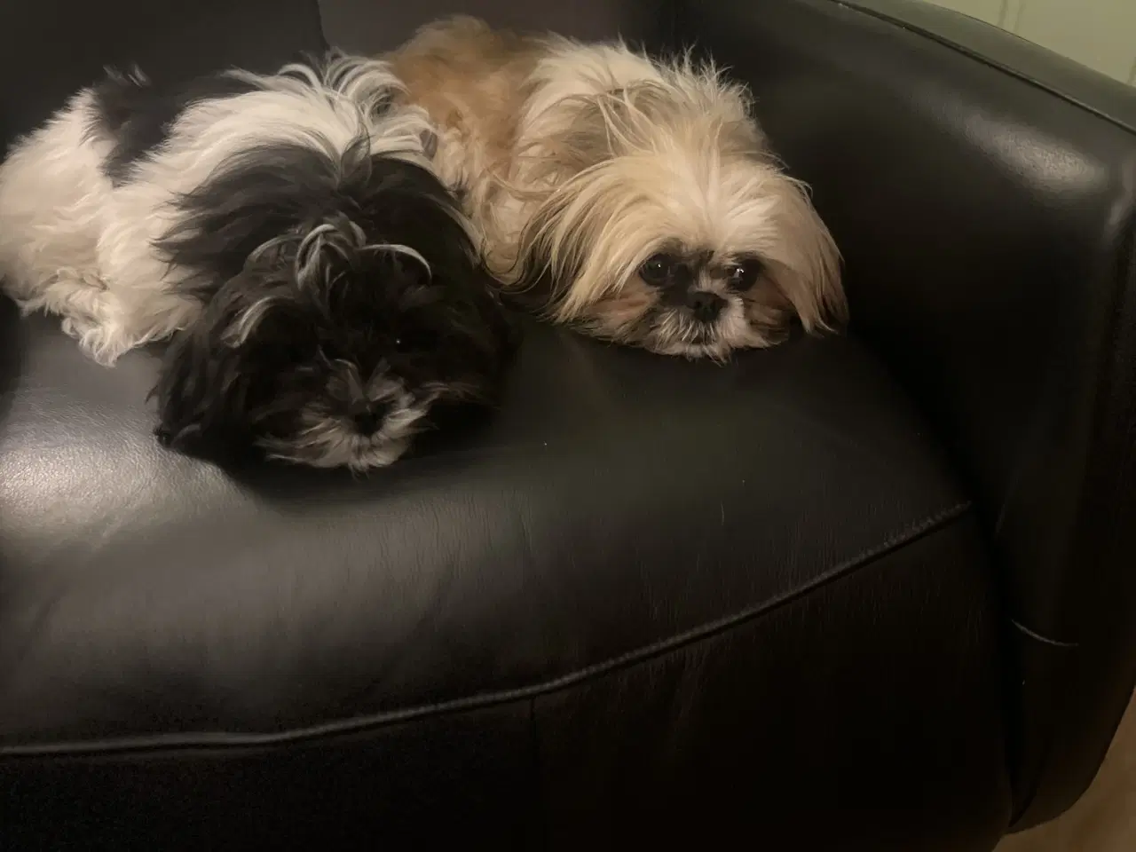 Billede 4 - Boomer hvalp 🐶