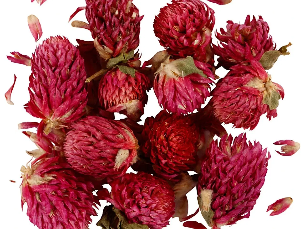 Billede 1 - Tørrede Blomster, Rødkløver, L: 1,5-2,5 cm, diam. 1 - 1,5 cm, 15 g, lilla, 1 pk.