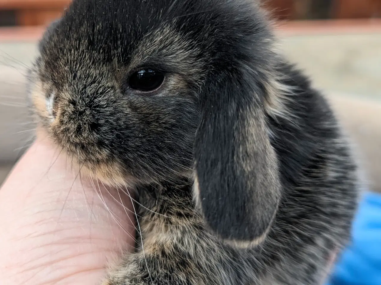 Billede 4 - Minilop kaninunge sælges