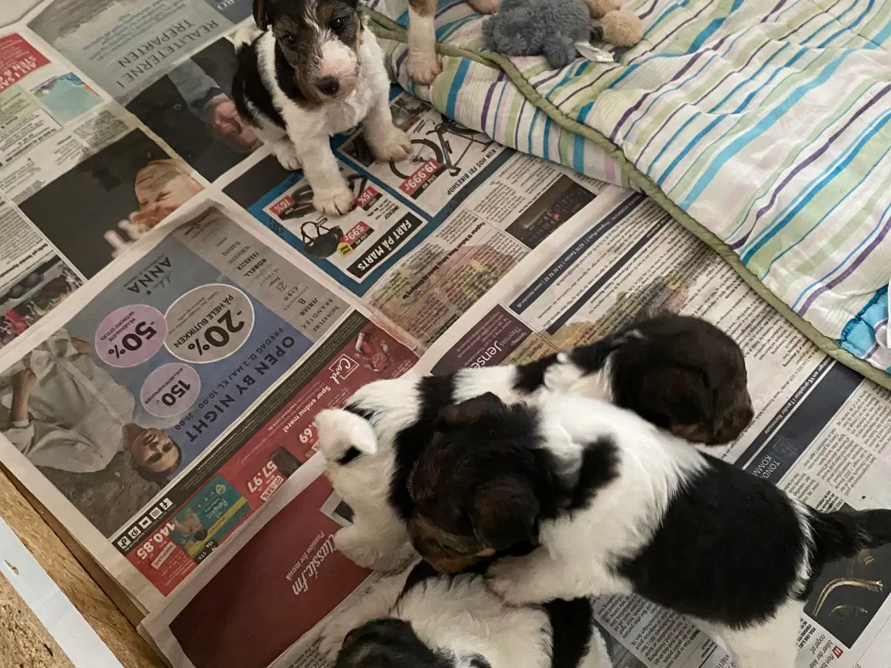 Billede 11 - Ruhåret FOX terrier 