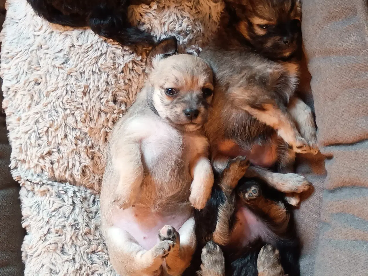Billede 9 - 4 små mixpoo piger 🩷