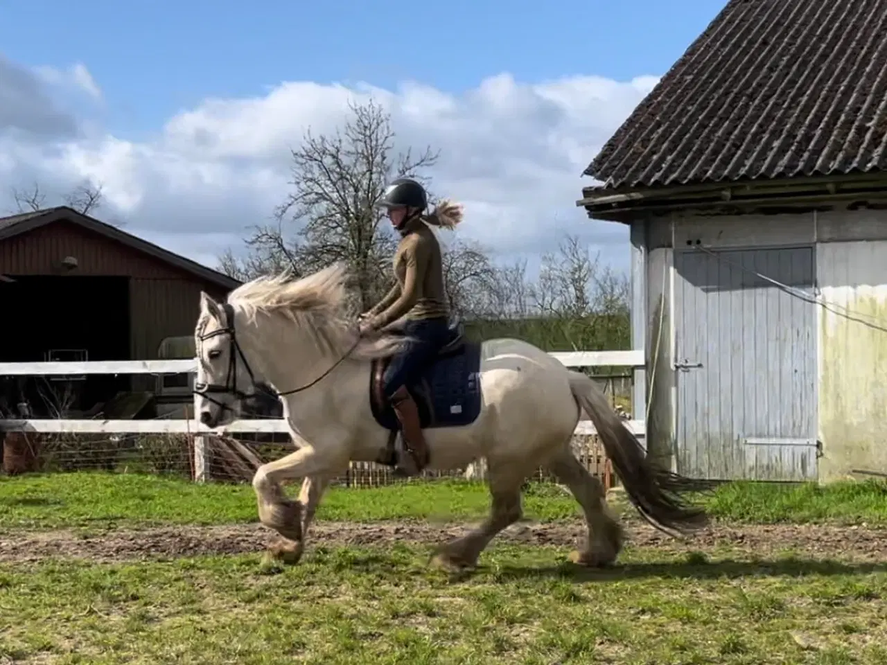 Billede 2 - Irish cob hoppe palomino