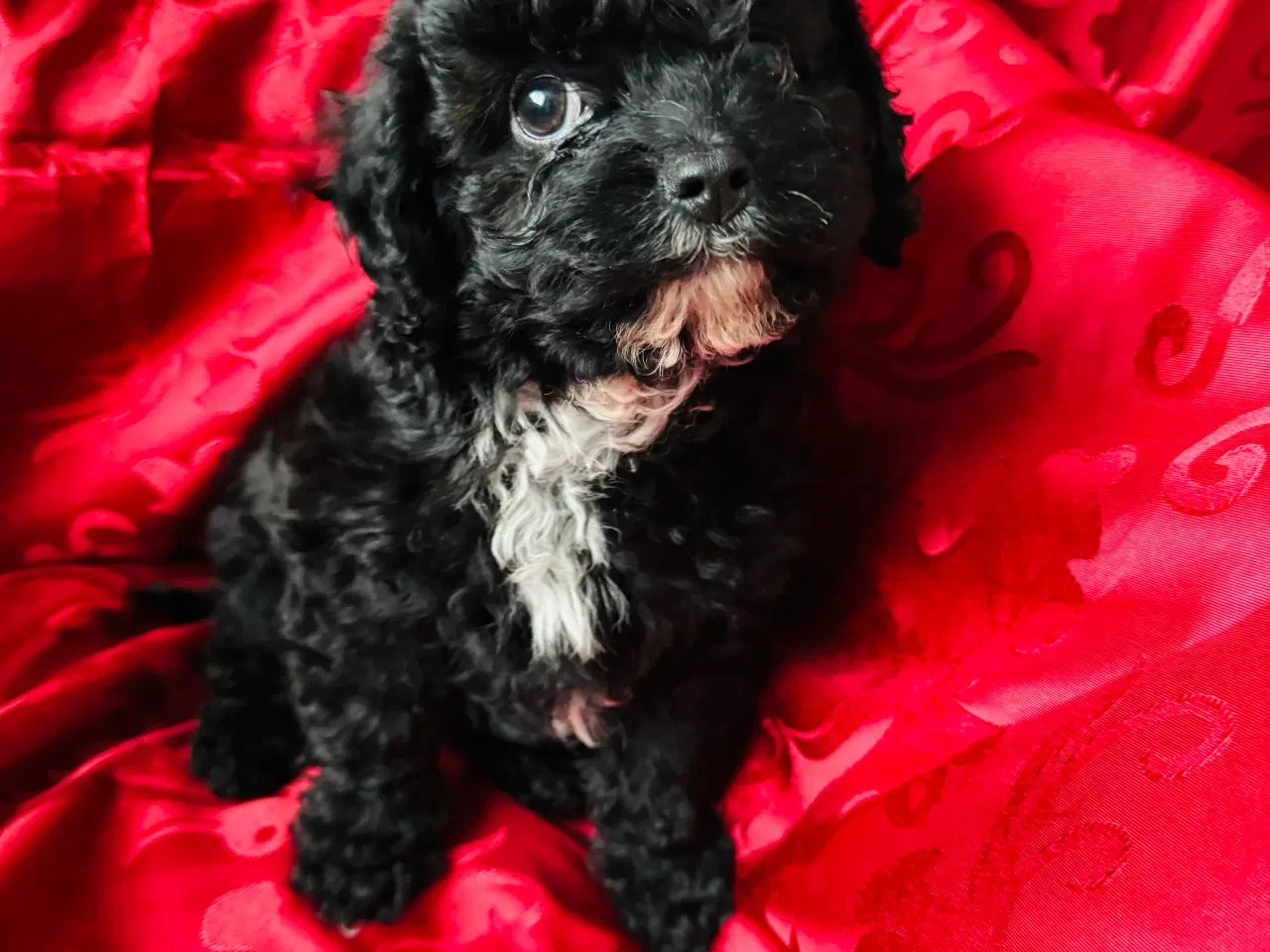 Billede 4 - Cavapoo hvalpe