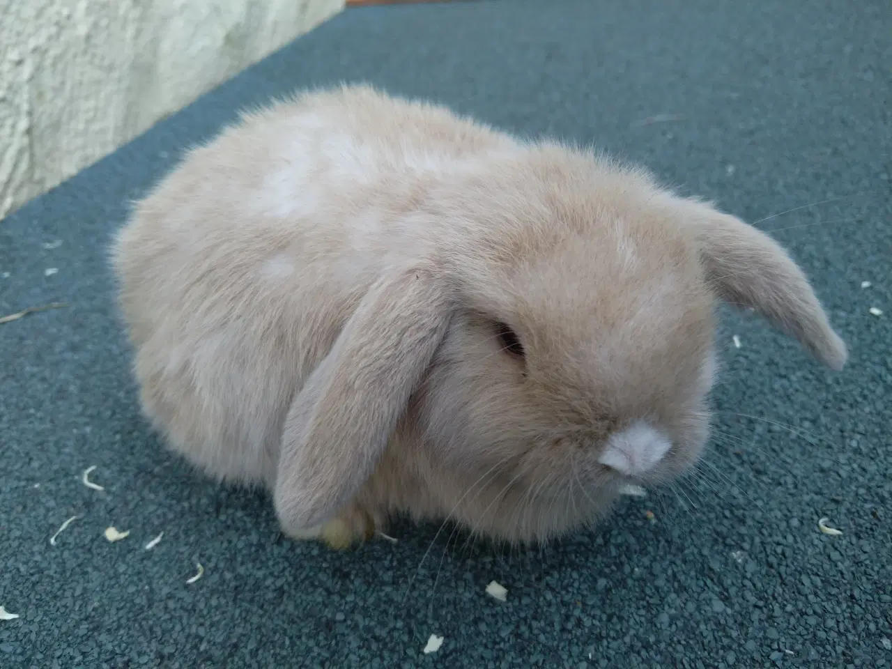 Billede 1 - Mini Lop UK, raceren 