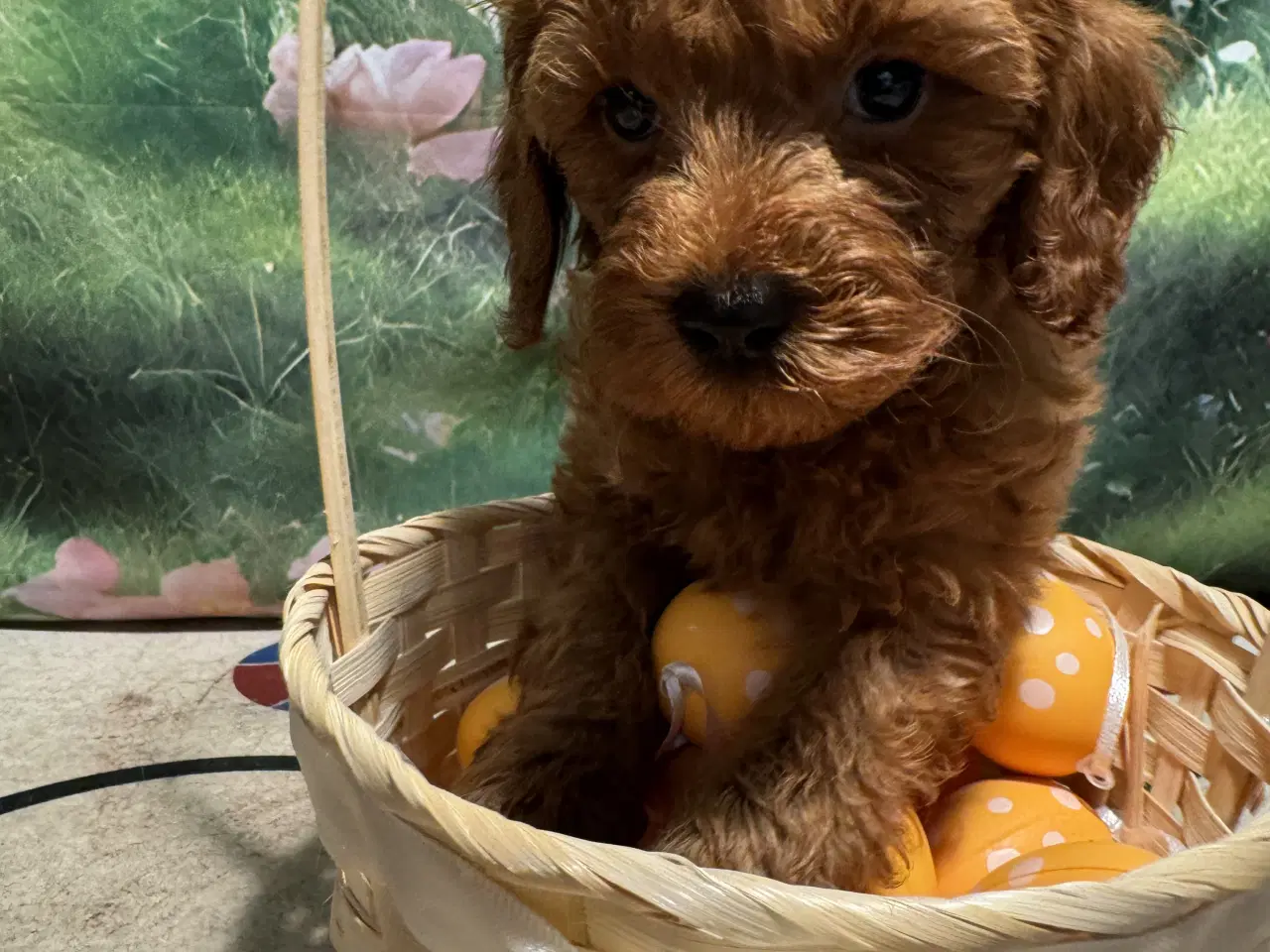 Billede 2 - ❤️🐶 Cavapoo hvalpe – 1 drenge Tilbage 🐶