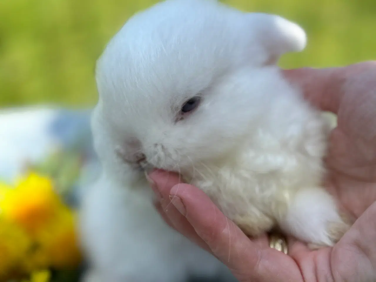 Billede 1 - Minilop kanin unge