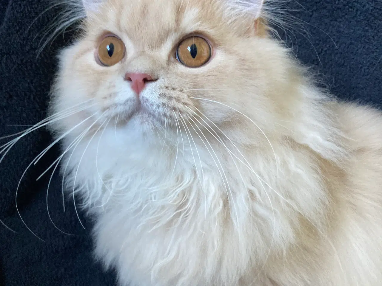 Billede 3 - Selkirk Rex, langhåret killing med stamtavle