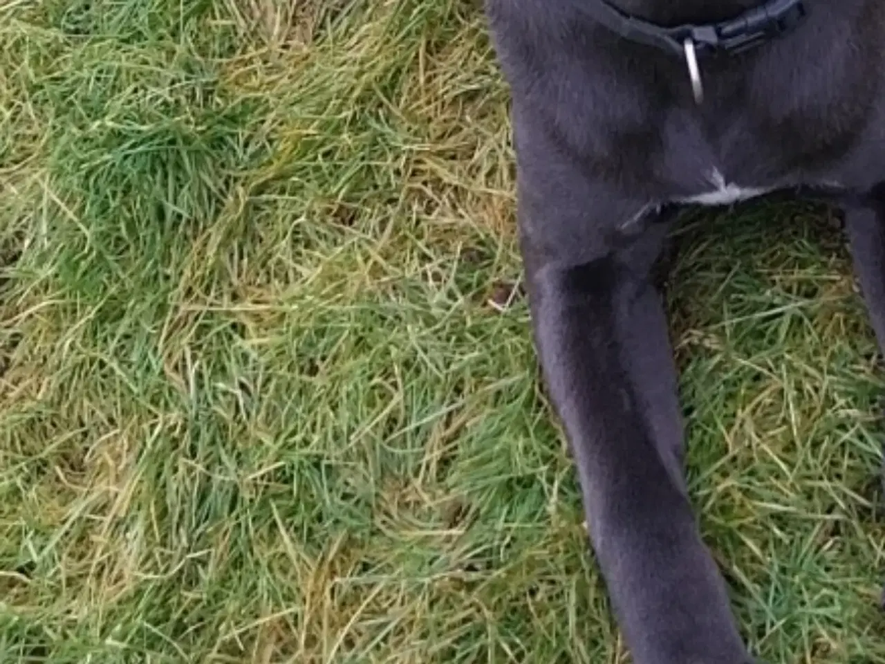 Billede 2 - Cane Corso tæve 1,5 år