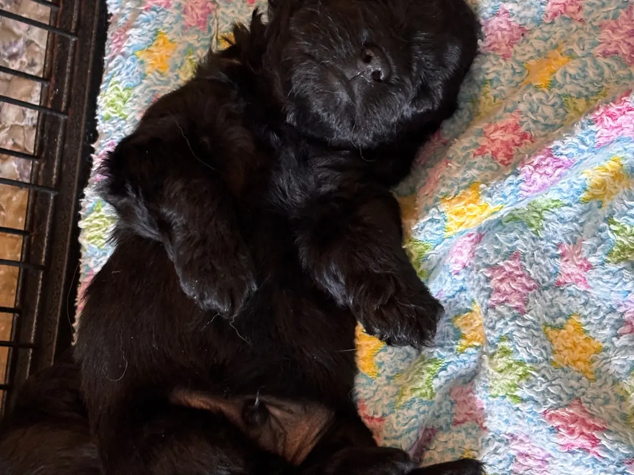 Billede 3 - Skønne Puddelblandinger💗