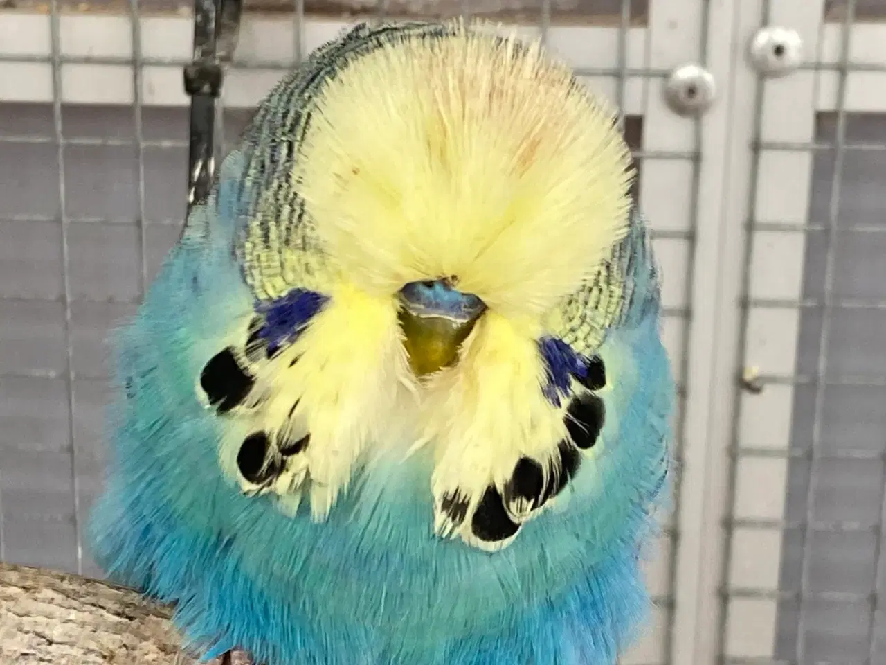 Billede 2 - Flot gulmasket engelsk undulat 