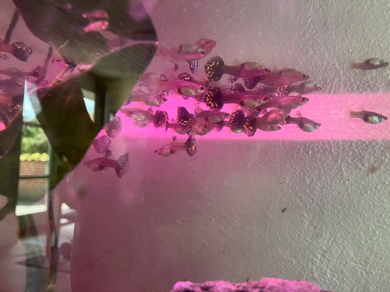 Billede 3 - Akvarium og fisk