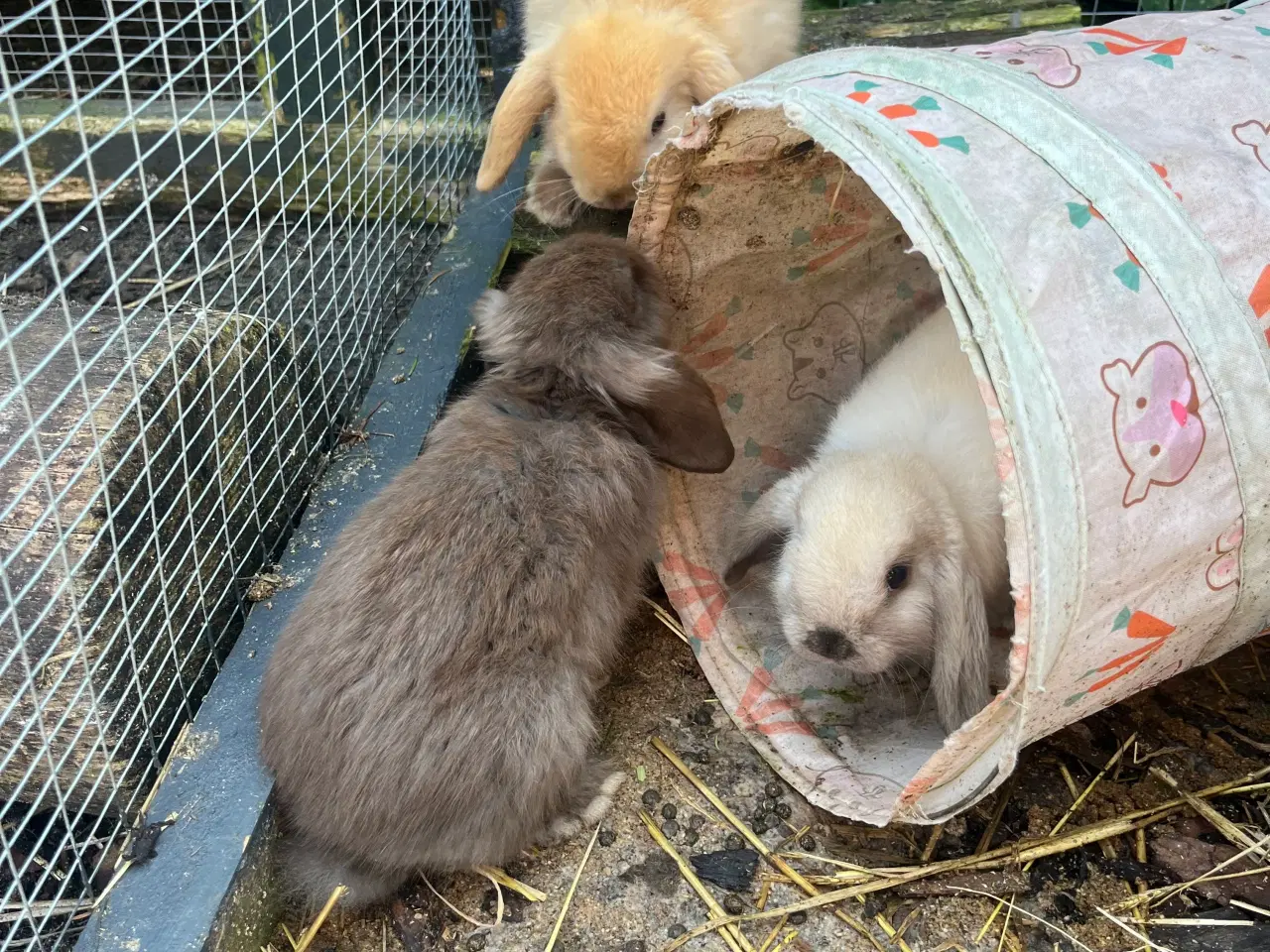 Billede 16 - Mini lop med afkomsattest 