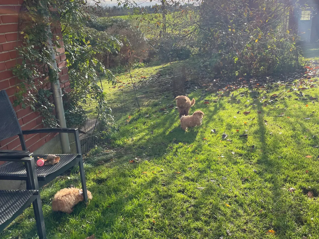 Billede 7 - HAVAPOO HVALPE-REJSEKLARE NU!