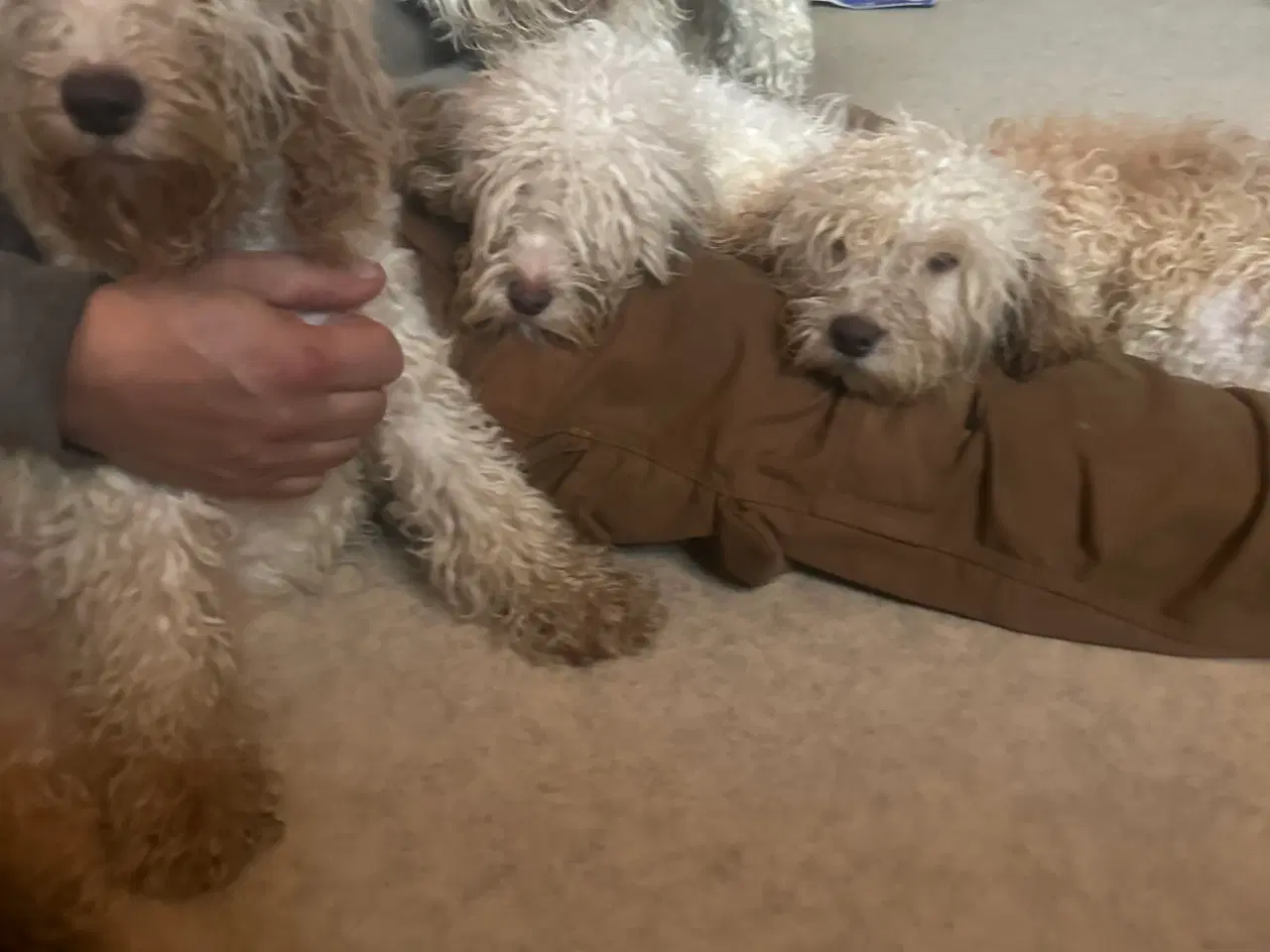 Billede 5 - Cockerpoo 