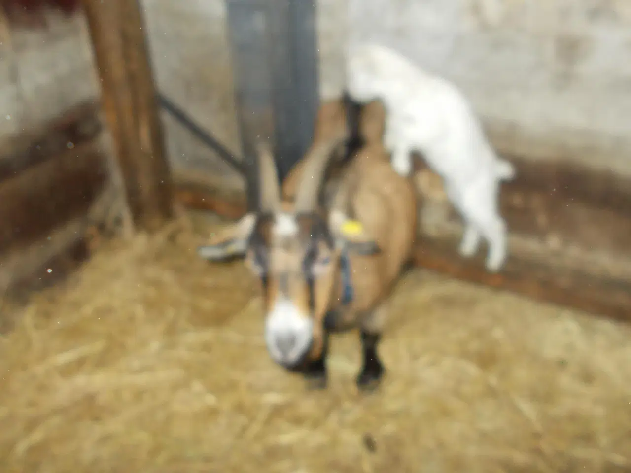 Billede 2 - afrikansk dværgged