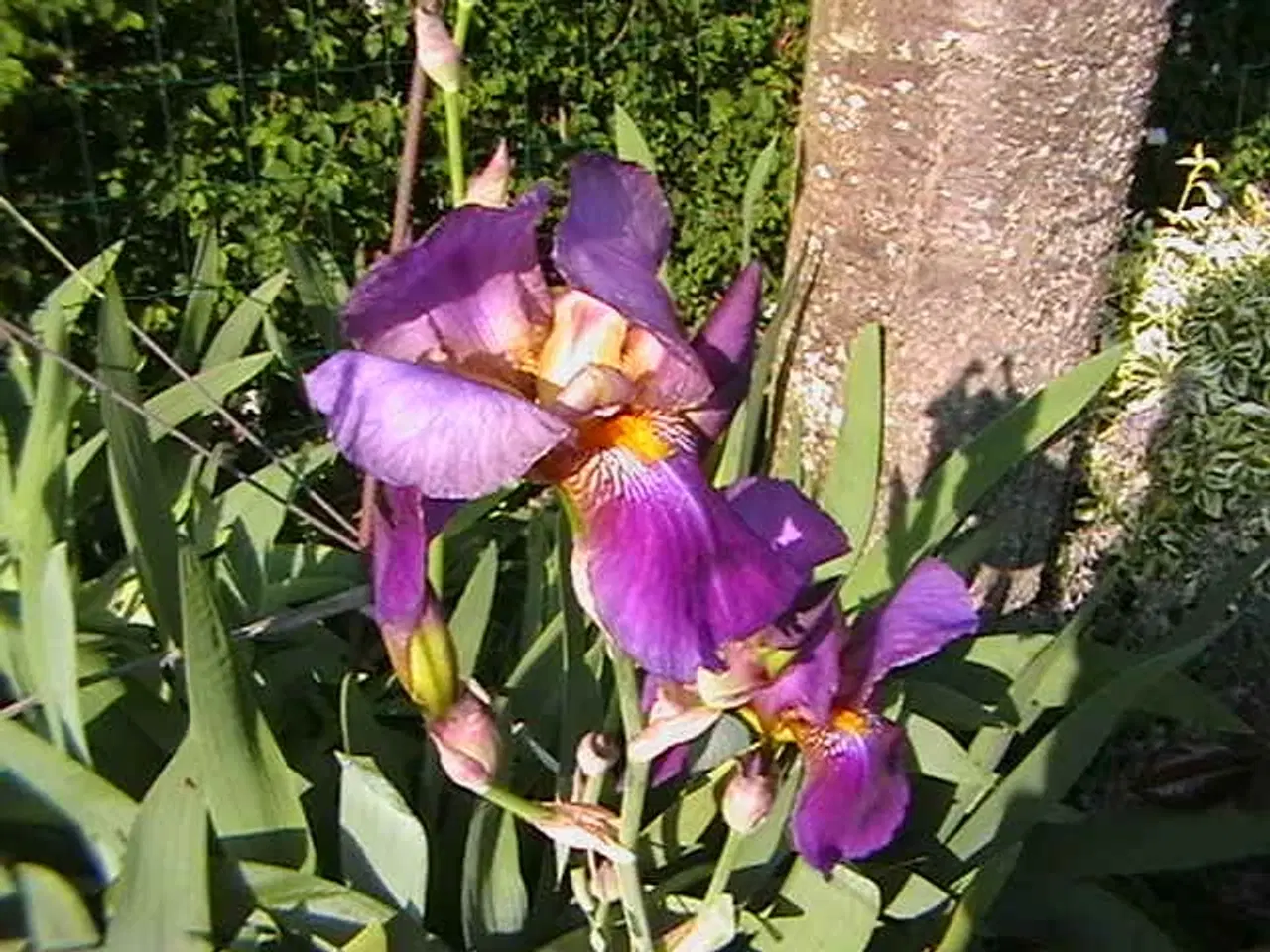 Billede 1 - Stauder. Storblomstrende Iris.