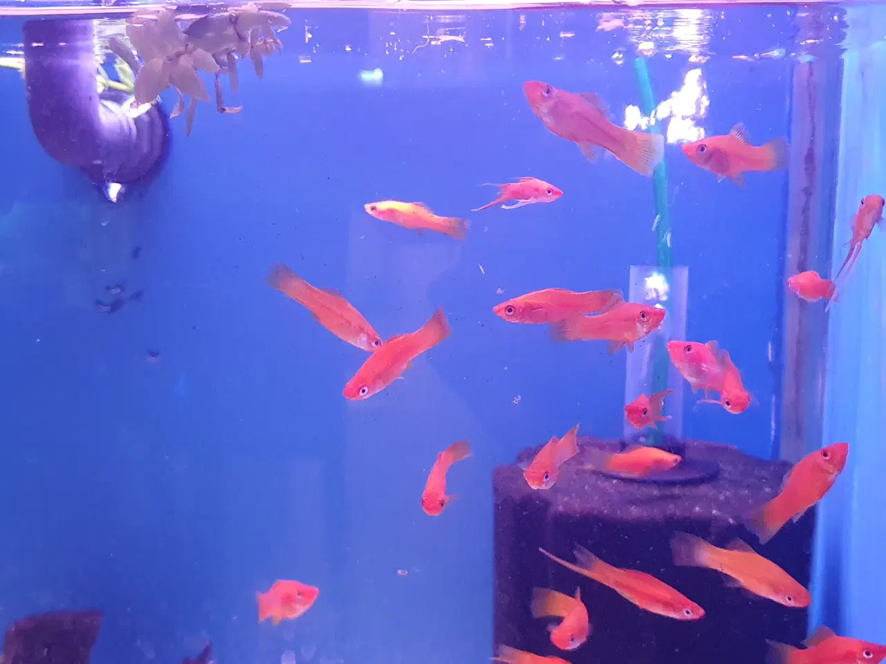 Billede 11 - Røde Sværddragere