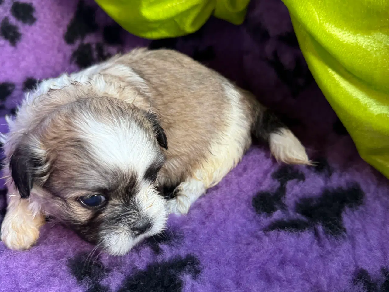 Billede 5 - Shih  tzu-mor/ Coton de Tulear-far