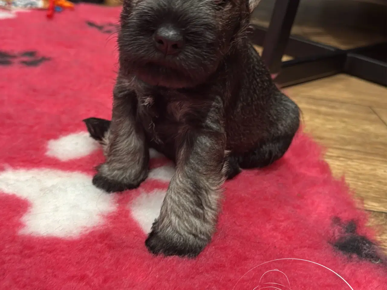 Billede 4 - Puppy Miniature Schnauzer, Dværgschnauzer FCI