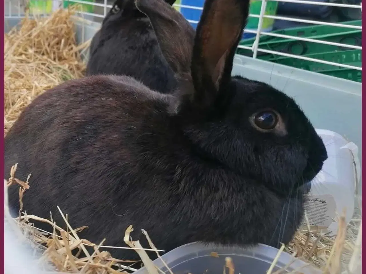 Billede 11 - Kaniner, kanin unge