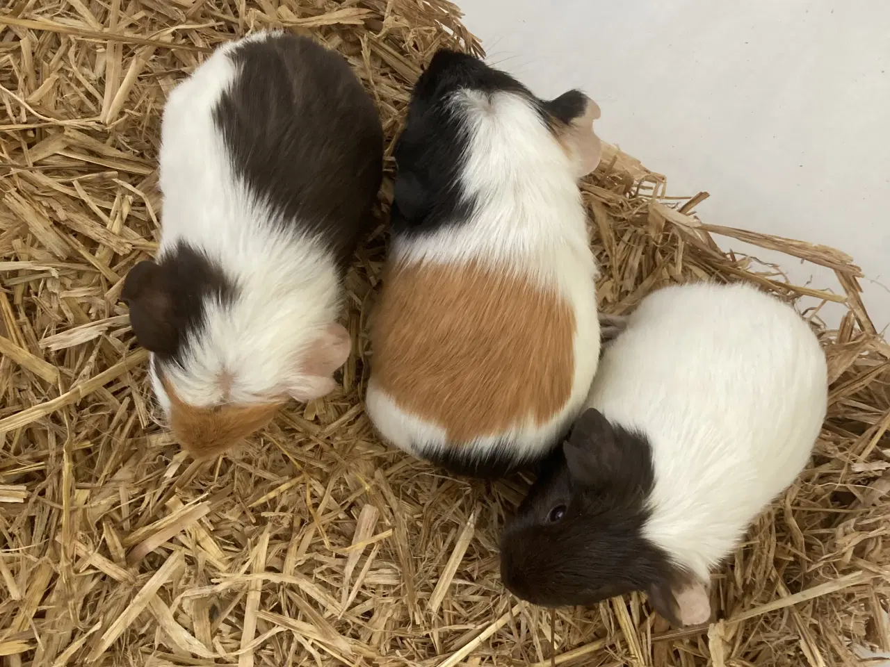 Billede 6 - Glathåret Marsvin 