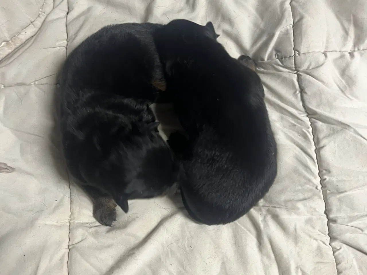 Billede 4 - Skønne hvalpe